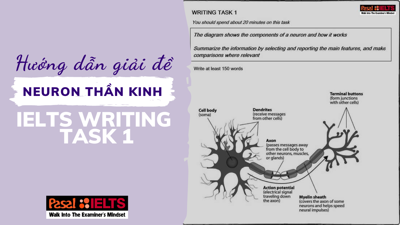 /upload/images/Hướng dẫn giải đề “Neuron thần kinh” trong IELTS Writing Task 194.png